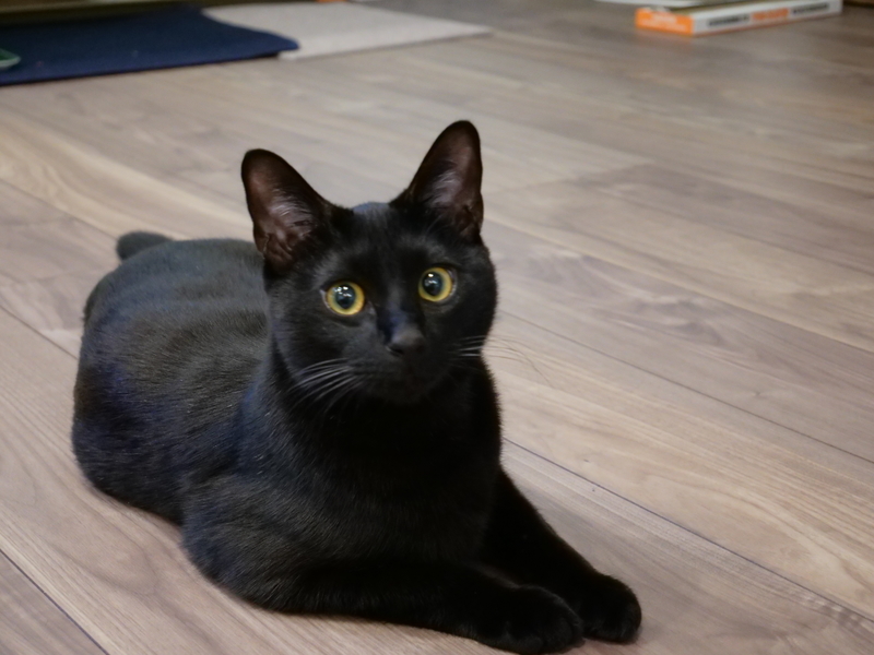 f:id:sassan9:20181114101040j:plain f:id:sassan9:20181114101040j:plain