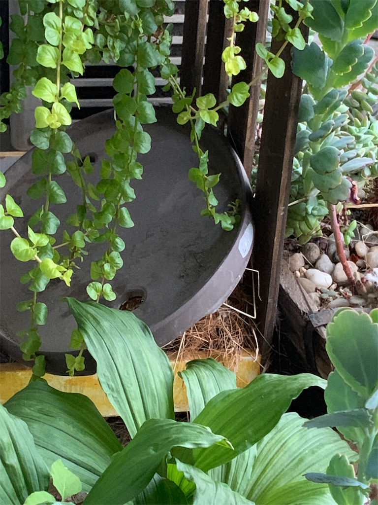 f:id:sassysas409:20190617184032j:image f:id:sassysas409:20190617184032j:image