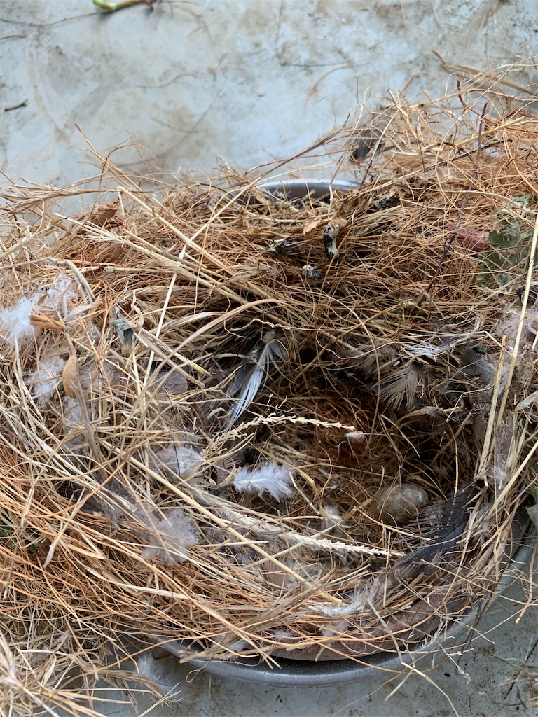 f:id:sassysas409:20190625084159j:image f:id:sassysas409:20190625084159j:image