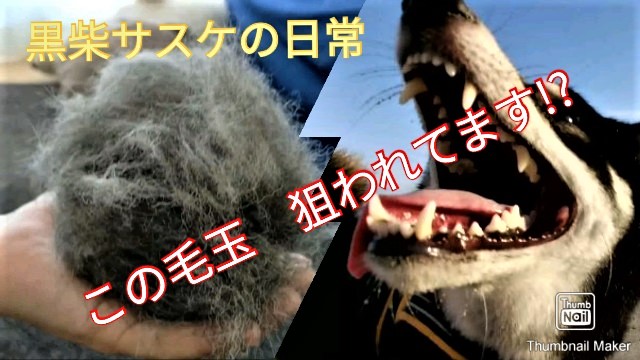 f:id:sasuchannel:20210929102012j:plain