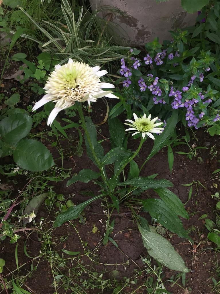 エキナセア植え付けとカリブラコア切り戻し - KMMBBAの備忘録