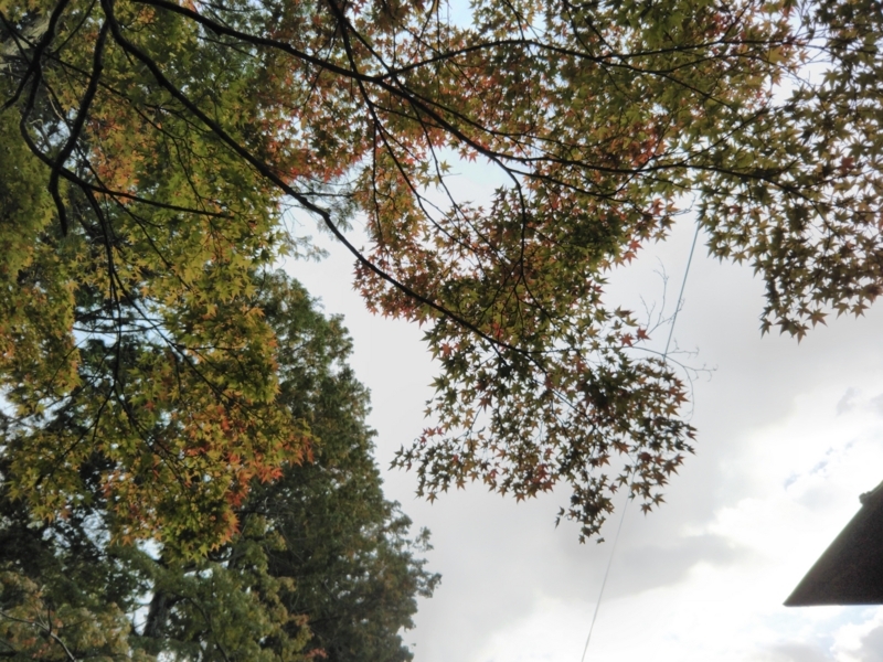 f:id:sasurai-neko:20171031002225j:plain f:id:sasurai-neko:20171031002225j:plain