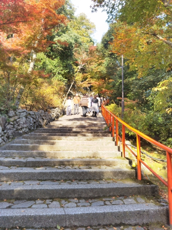 f:id:sasurai-neko:20171122133003j:plain f:id:sasurai-neko:20171122133003j:plain