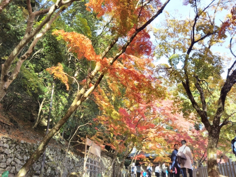 f:id:sasurai-neko:20171122133341j:plain f:id:sasurai-neko:20171122133341j:plain