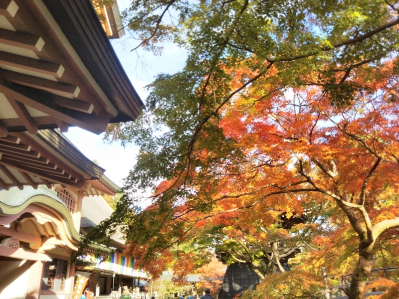 f:id:sasurai-neko:20171122133530j:plain f:id:sasurai-neko:20171122133530j:plain