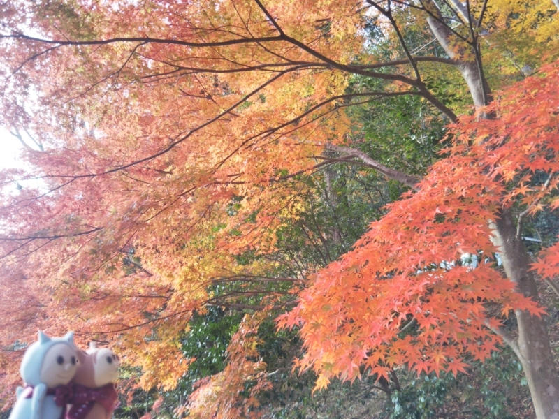 f:id:sasurai-neko:20171122134520j:plain f:id:sasurai-neko:20171122134520j:plain