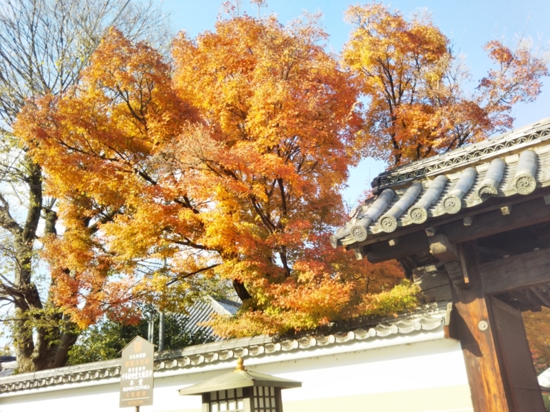 f:id:sasurai-neko:20171129154859j:plain f:id:sasurai-neko:20171129154859j:plain