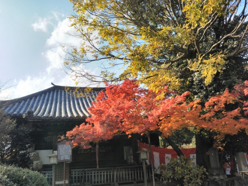 f:id:sasurai-neko:20171129155042j:plain f:id:sasurai-neko:20171129155042j:plain