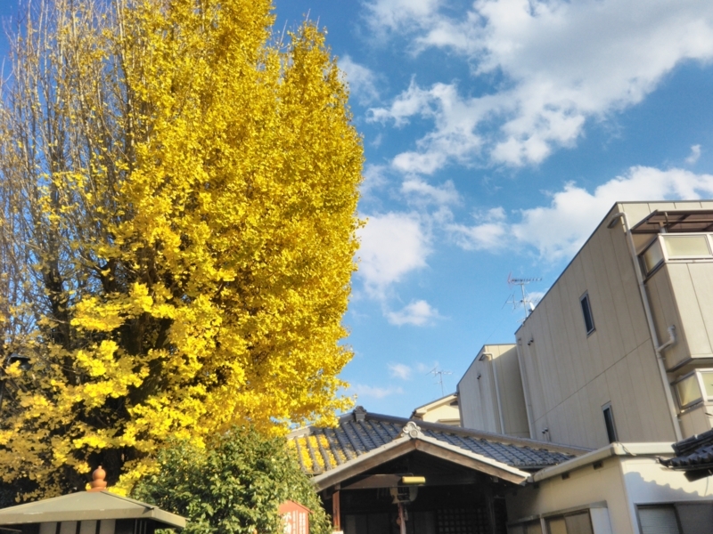 f:id:sasurai-neko:20171129155056j:plain f:id:sasurai-neko:20171129155056j:plain
