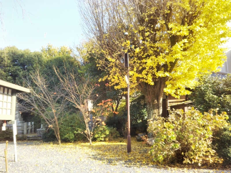 f:id:sasurai-neko:20171129155437j:plain f:id:sasurai-neko:20171129155437j:plain