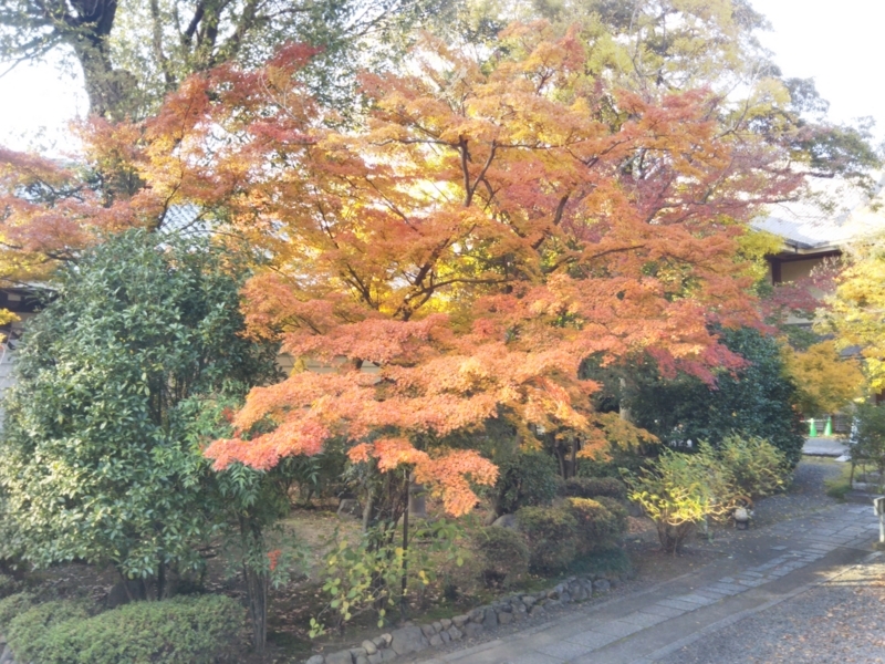 f:id:sasurai-neko:20171129160105j:plain f:id:sasurai-neko:20171129160105j:plain