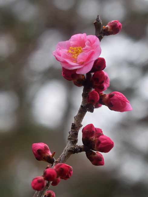 枕草子 木の花は 濃きも薄きも 紅梅 花と木と山が好き