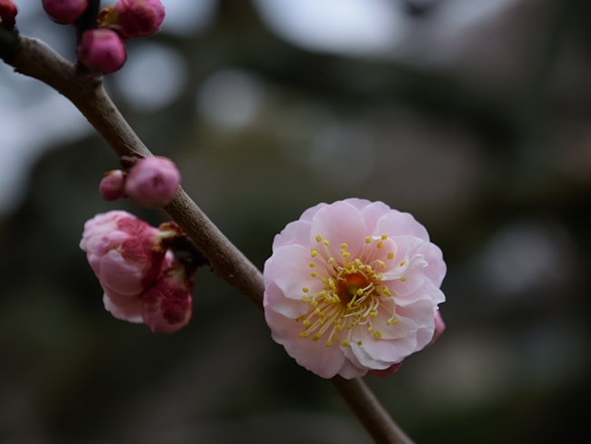 枕草子 木の花は 濃きも薄きも 紅梅 花と木と山が好き