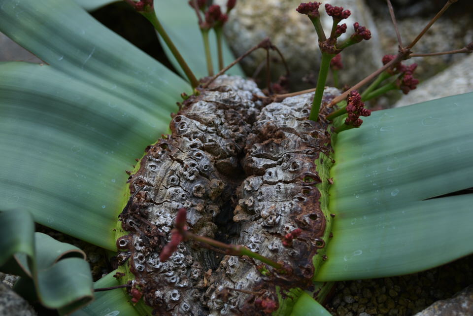 奇想天外とは フォラペディア 花と木と山が好き