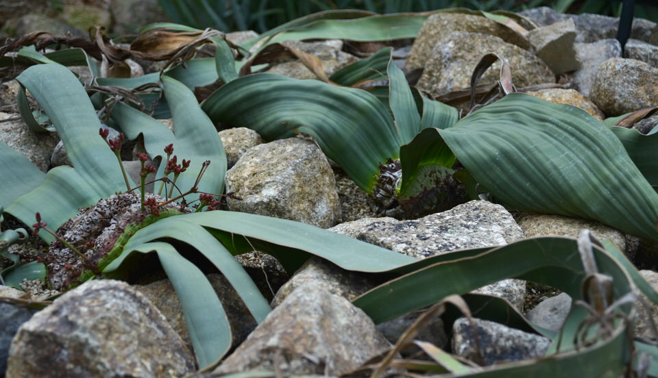 奇想天外とは フォラペディア 花と木と山が好き