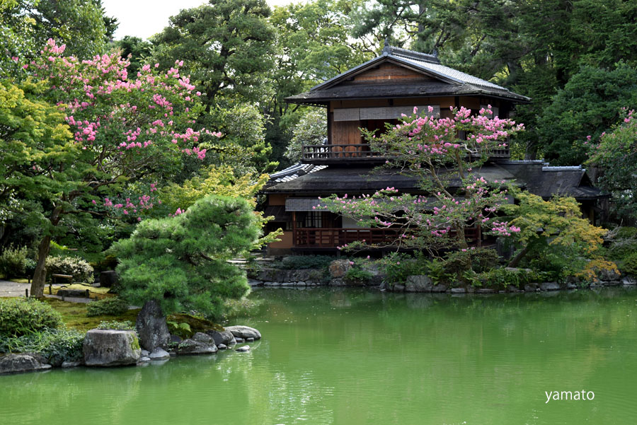 夏の暑さに負けず咲く百日紅 花と木と山が好き