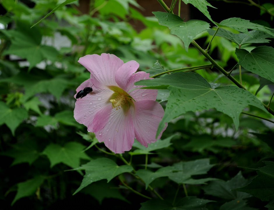 秋雨に濡れそほつ花 - 花と木と山が好き