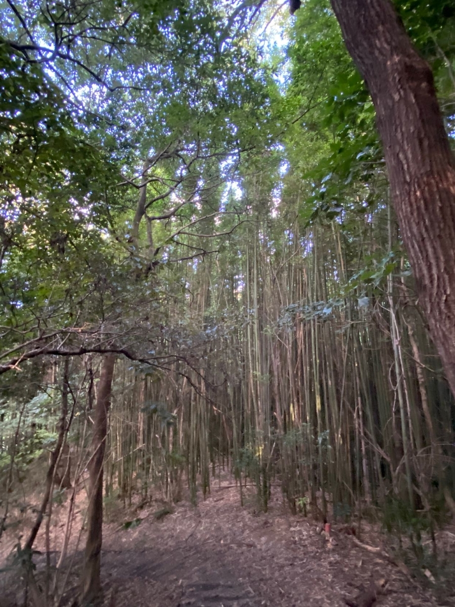 f:id:sasurau64:20211007194332j:plain