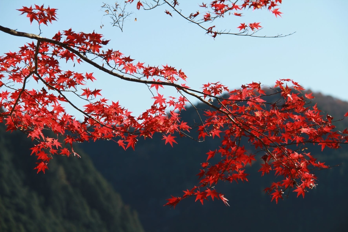 f:id:sasurau64:20211129220125j:plain
