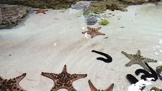 f:id:satera4649:20180530202030j:plain f:id:satera4649:20180530202030j:plain