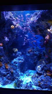 f:id:satera4649:20180530202110j:plain f:id:satera4649:20180530202110j:plain