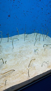 f:id:satera4649:20180530202122j:plain f:id:satera4649:20180530202122j:plain