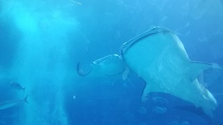 f:id:satera4649:20180530202138j:plain f:id:satera4649:20180530202138j:plain