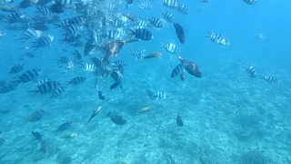 f:id:satera4649:20180530204224j:plain f:id:satera4649:20180530204224j:plain