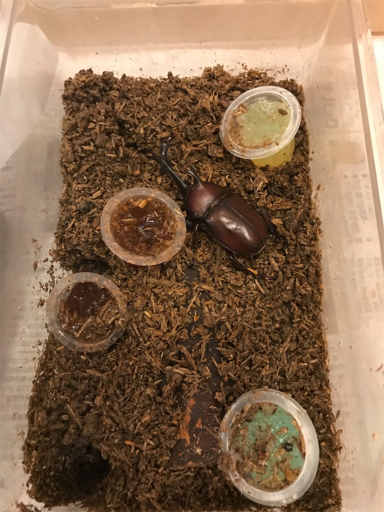 夏休みの宿題の作品集 サトコト