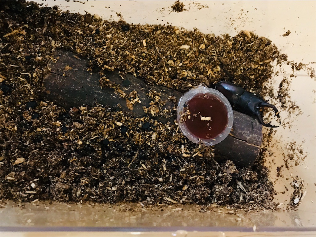 f:id:satkoto:20190706114028j:image f:id:satkoto:20190706114028j:image