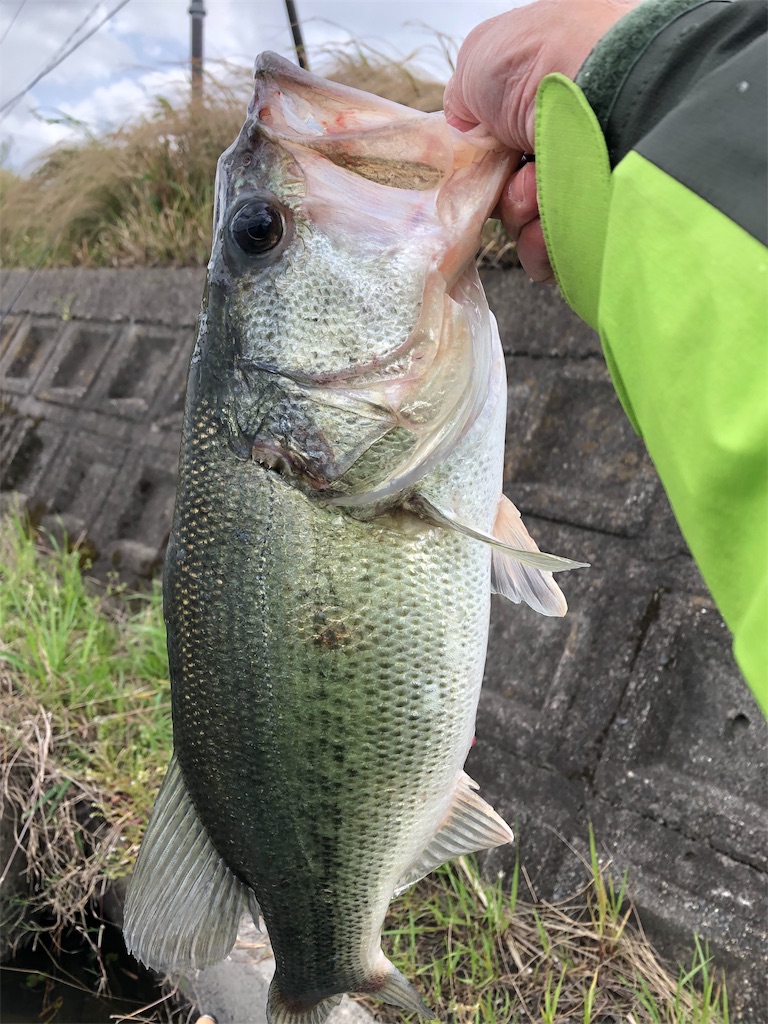 f:id:sato-c40:20190511170735j:image f:id:sato-c40:20190511170735j:image