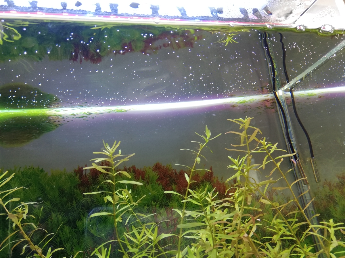 とろみについて考えた結果 バイオフィルム フロック にいきつきました アクアリウムのある生活