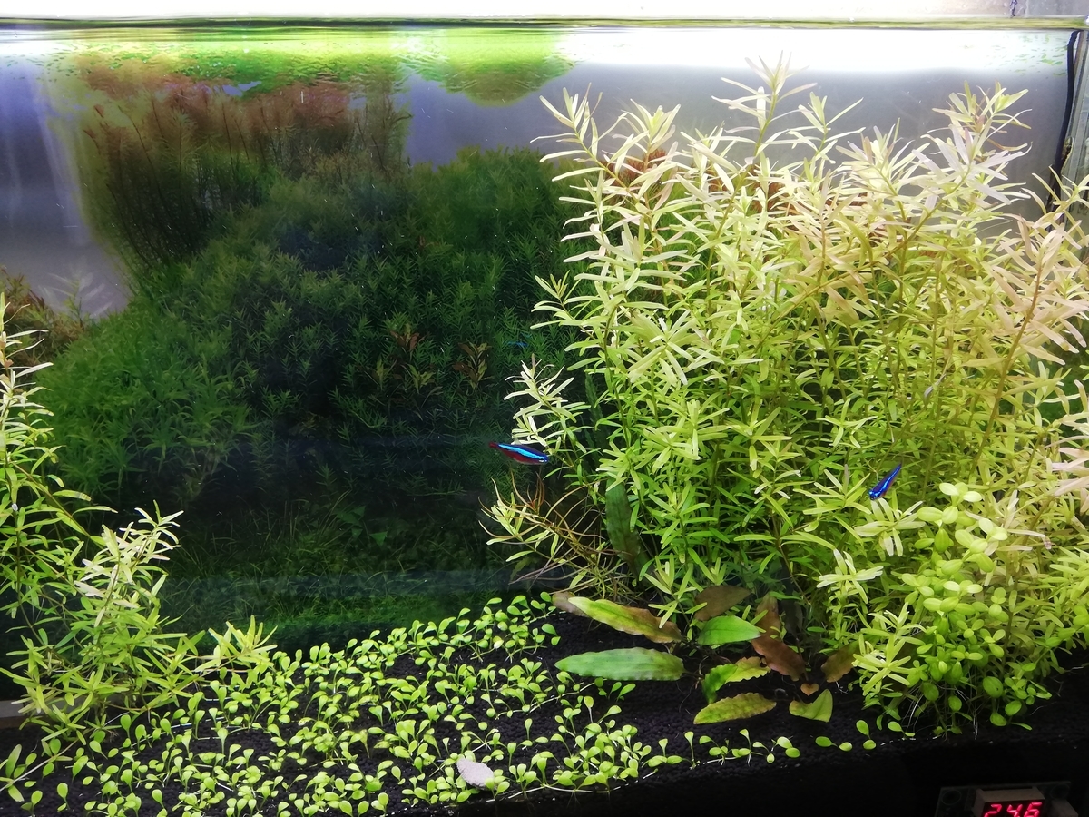 アラビノースとは 食のブログ記事を集めました はてな