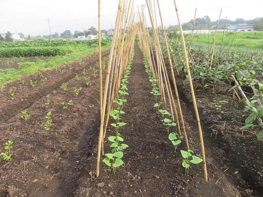 f:id:sato-shizen-nouen:20190903190407j:plain f:id:sato-shizen-nouen:20190903190407j:plain