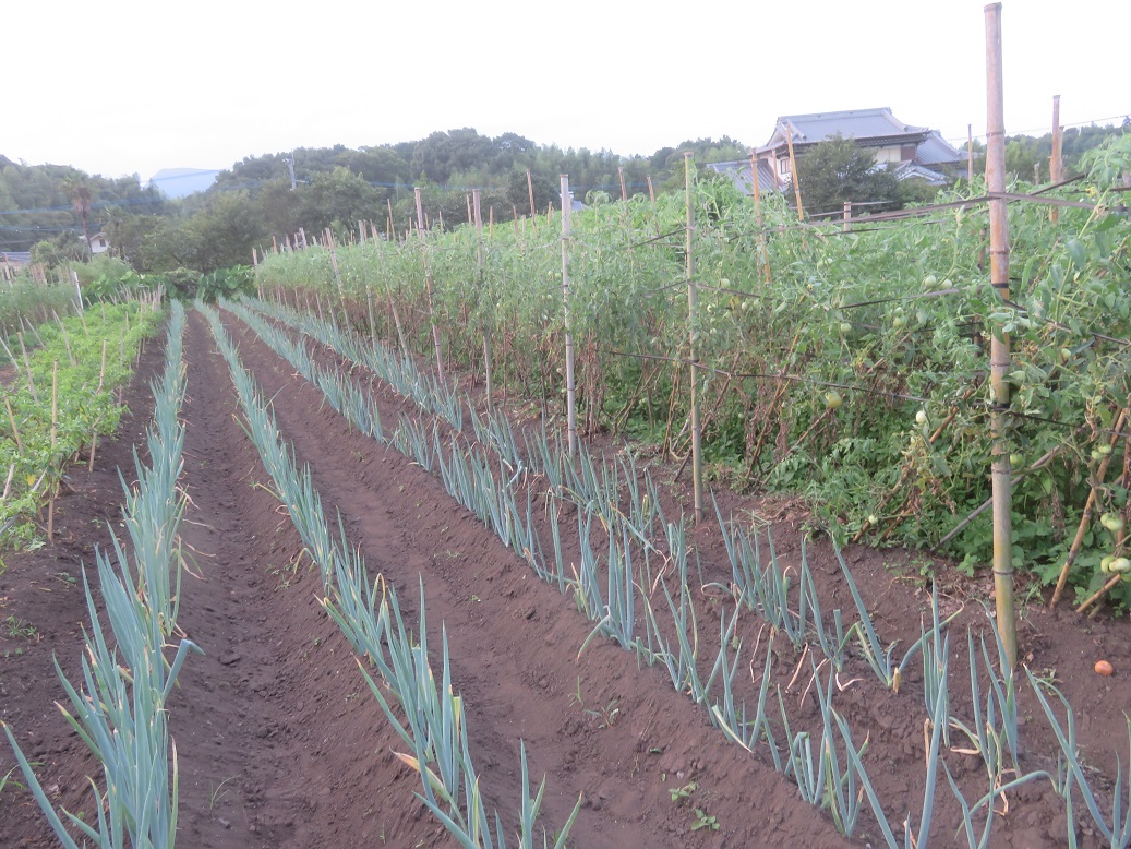 f:id:sato-shizen-nouen:20200805195515j:plain f:id:sato-shizen-nouen:20200805195515j:plain