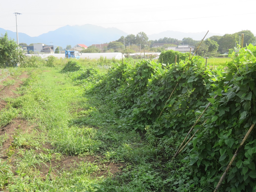 f:id:sato-shizen-nouen:20200908192525j:plain