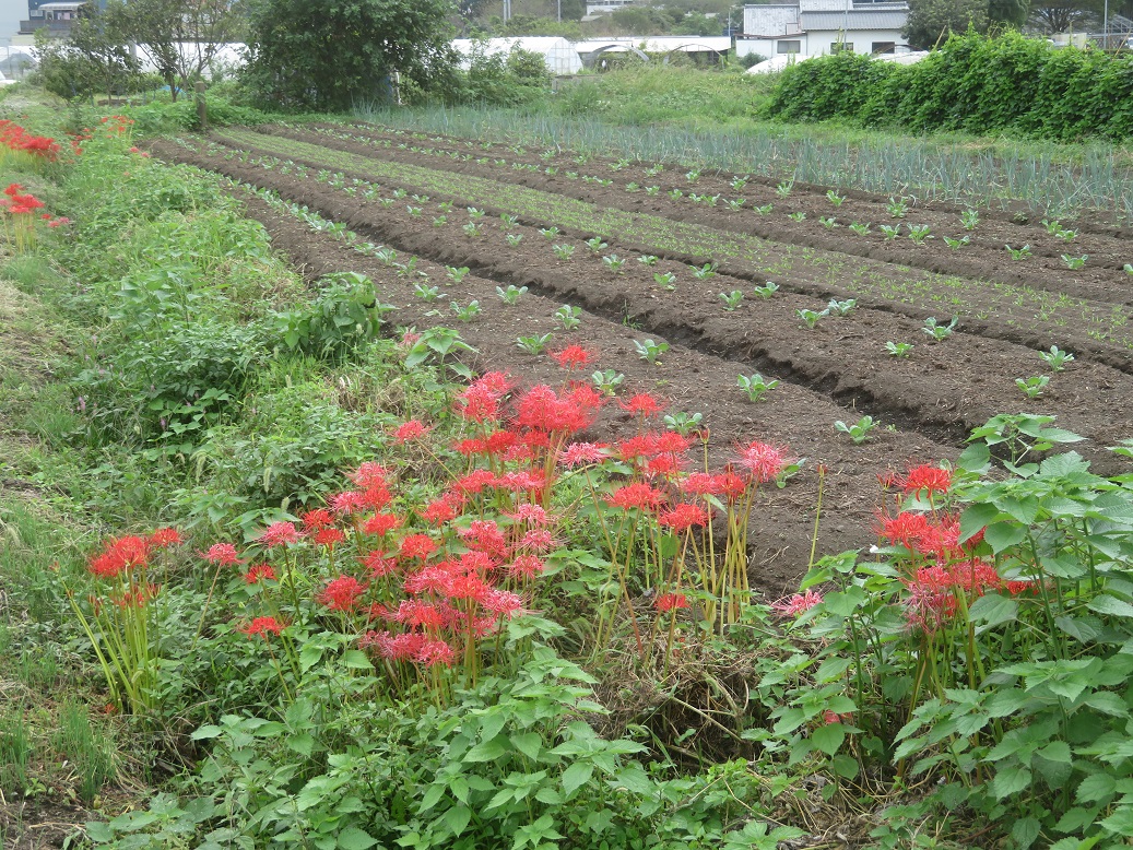 f:id:sato-shizen-nouen:20200930190521j:plain f:id:sato-shizen-nouen:20200930190521j:plain