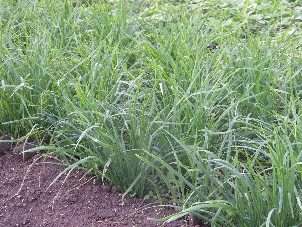 f:id:sato-shizen-nouen:20200930191943j:plain f:id:sato-shizen-nouen:20200930191943j:plain