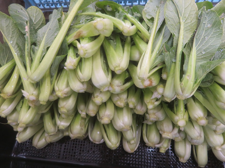 f:id:sato-shizen-nouen:20210118191633j:plain