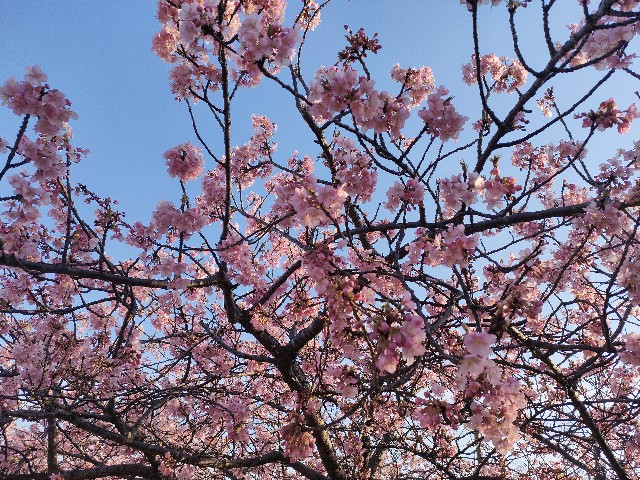f:id:sato25:20250311153453j:image
