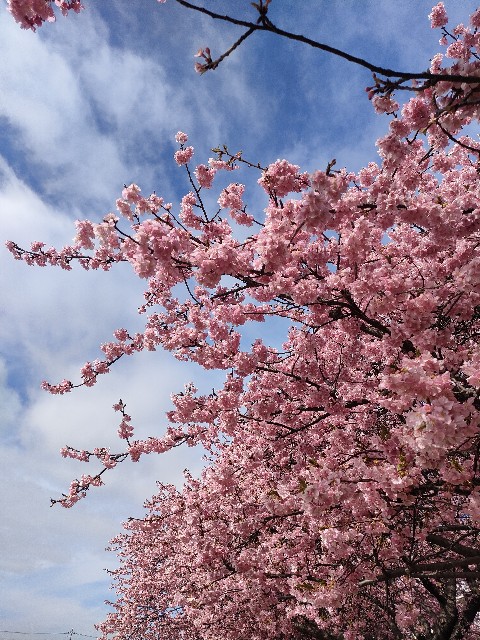 f:id:sato25:20250316083028j:image