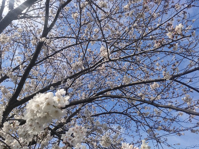 f:id:sato25:20250408145044j:image
