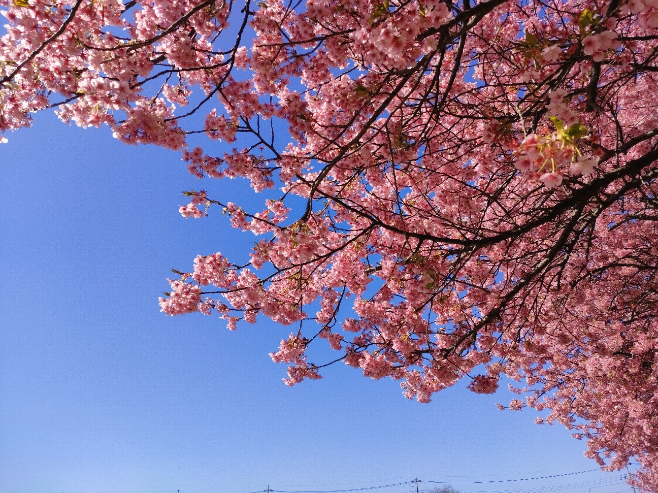 f:id:sato25:20260305105714j:image