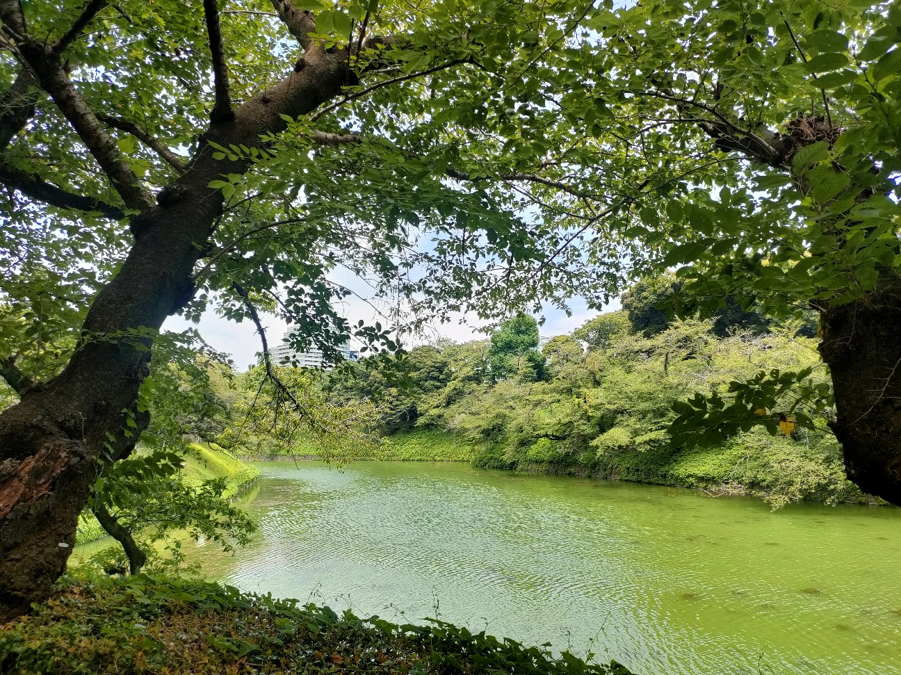 f:id:sato25:20260805141951j:image f:id:sato25:20260805141951j:image