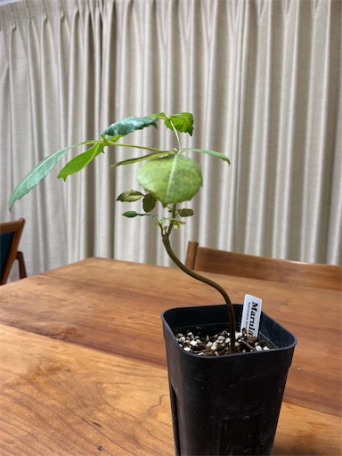 マルーラ 第1号 - ビバ熱帯果実 in 油山