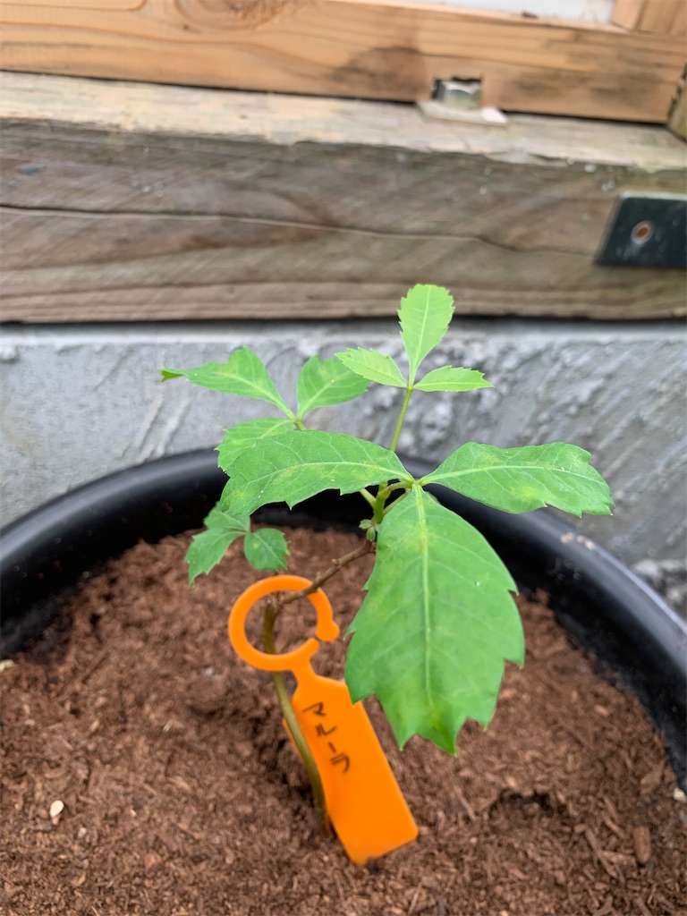 マルーラ 第1号 - ビバ熱帯果実 in 油山