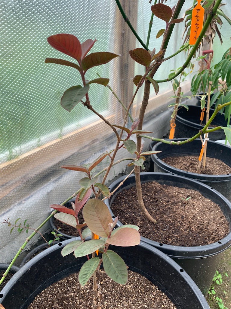 【希少！！】 実生3年生苗木 ピンクグアバ グァバ 熱帯果樹 約 全高 観葉植物 果樹