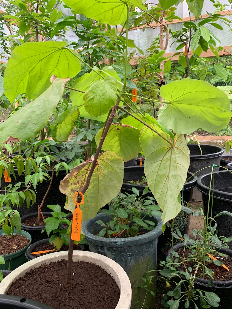 モキャンボ 第2号 - ビバ熱帯果実 in 油山