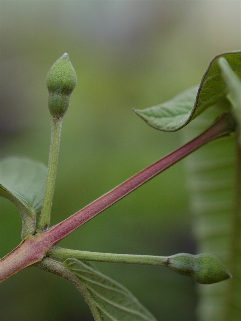 ピンクグァバ 第2号 - ビバ熱帯果実 in 油山