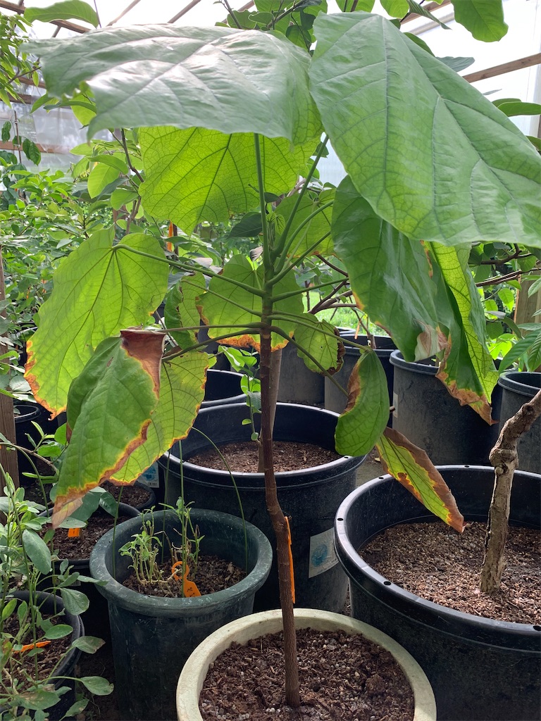 モキャンボ 第2号 - ビバ熱帯果実 in 油山